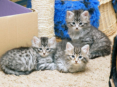 M3-Kitten am 22.09.2018